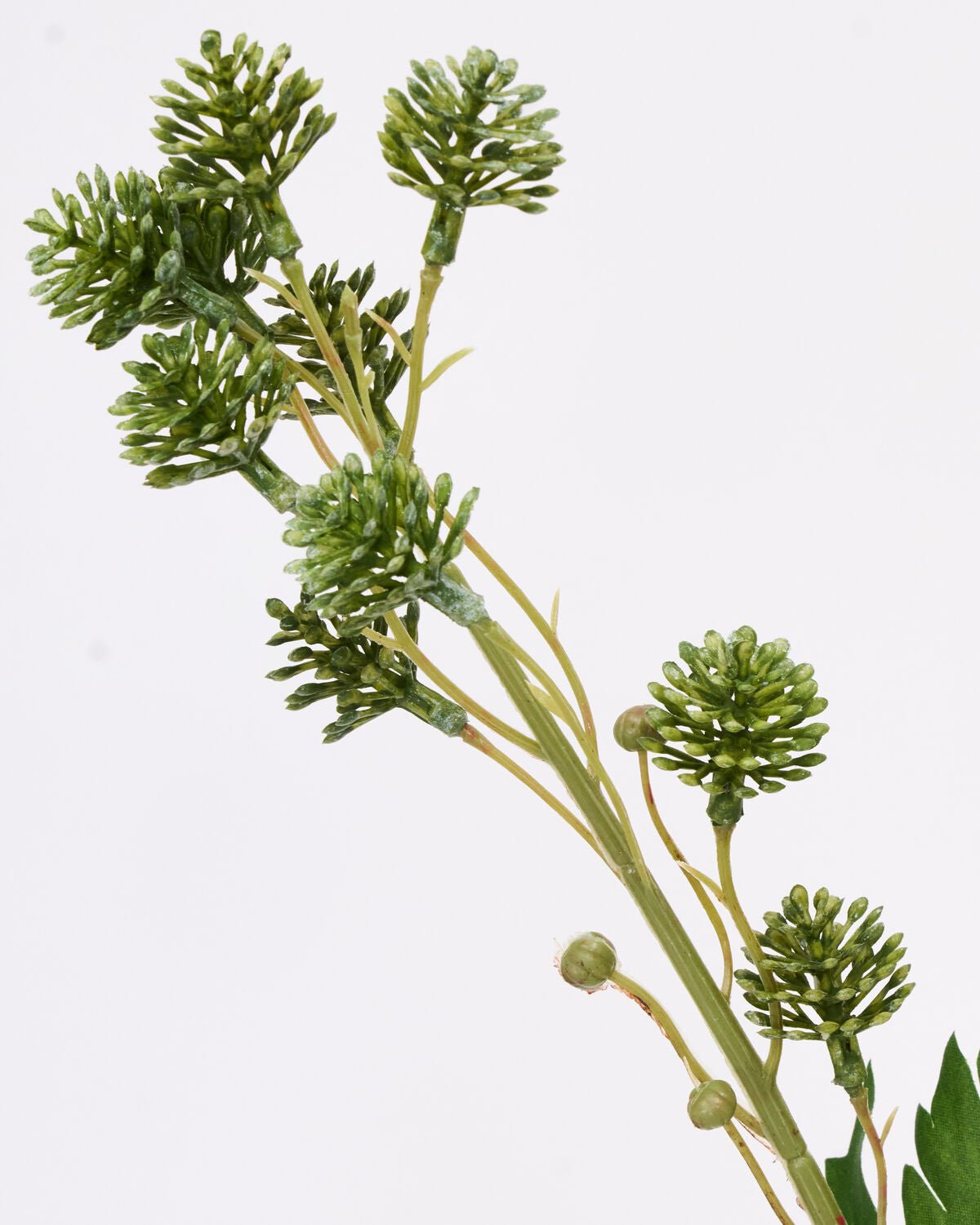 House Doctor Kunstzweig SEDUM grün | 20x80cm - Sir Henrys