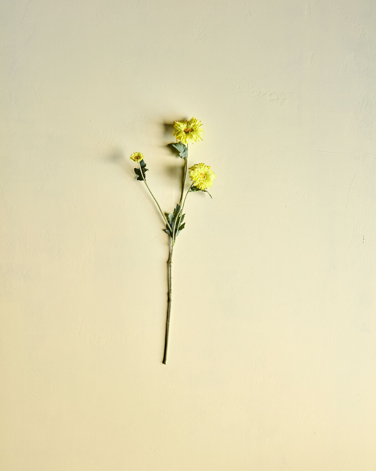 House Doctor Kunstblume GERBERA gelb | 14x70cm - Sir Henrys