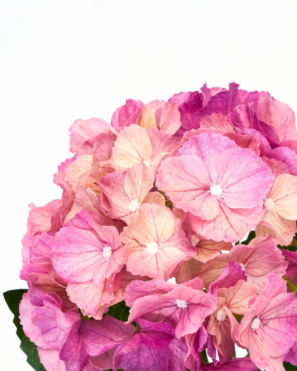 House Doctor Kunstblume HORTENSIE rosa | 22x50cm - Sir Henrys