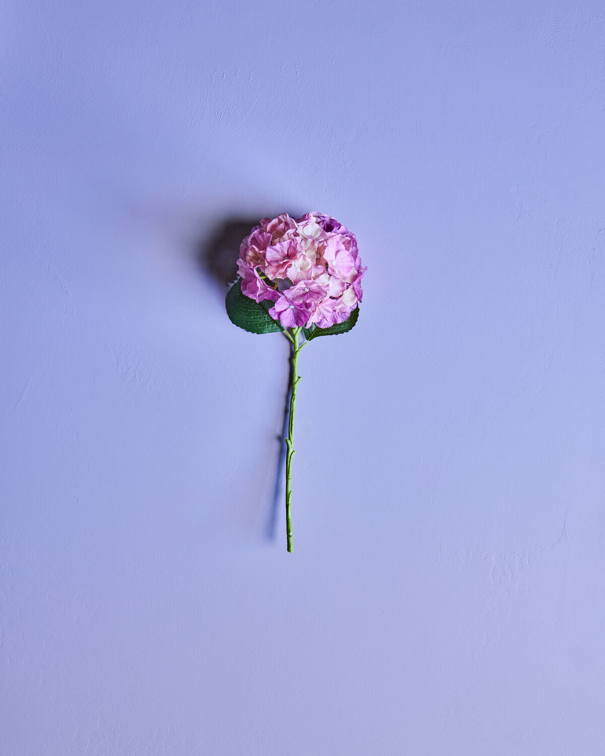 House Doctor Kunstblume HORTENSIE rosa | 22x50cm - Sir Henrys