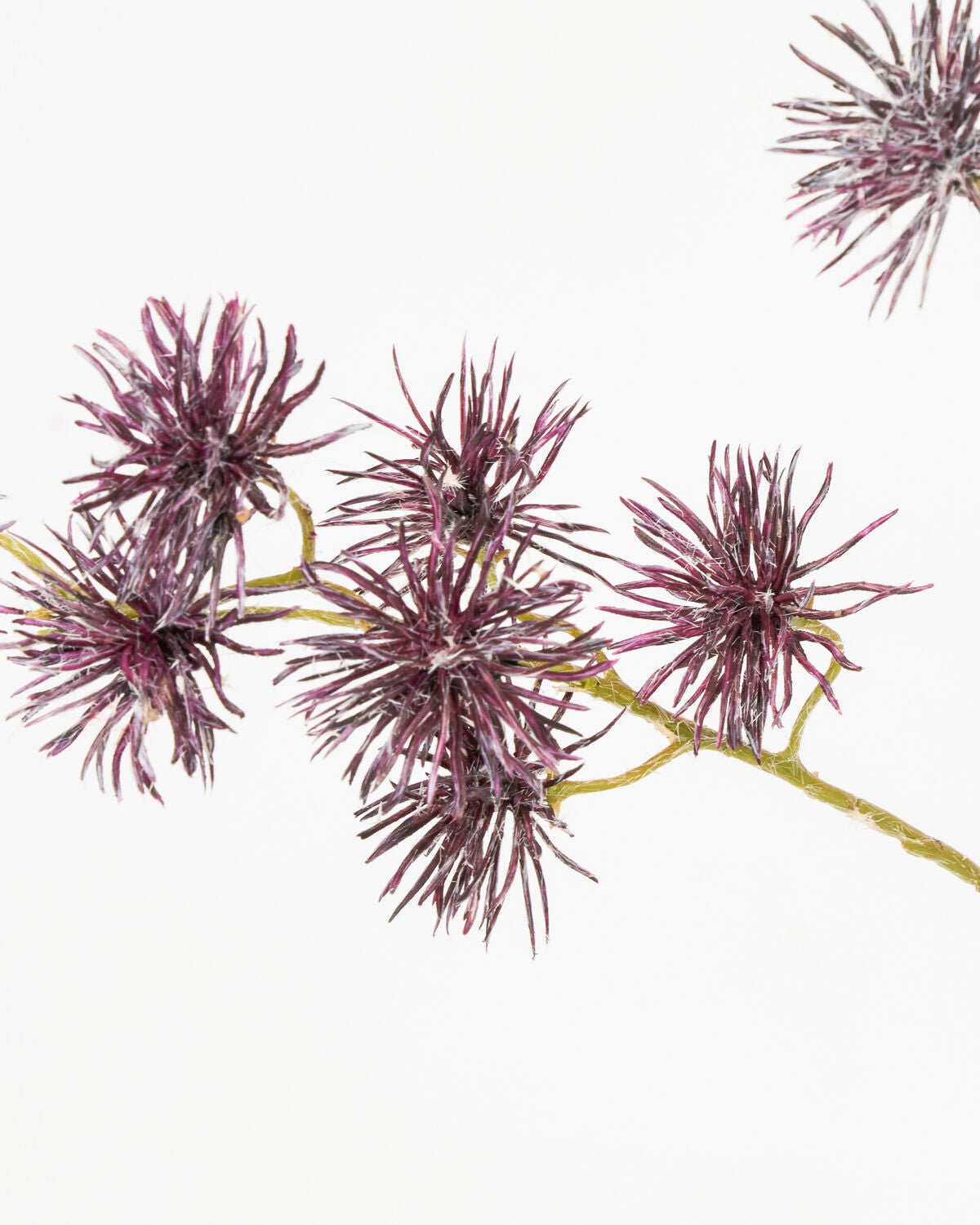 House Doctor Kunstblume URCHIN SPRAY bordeaux | 15x65cm - Sir Henrys