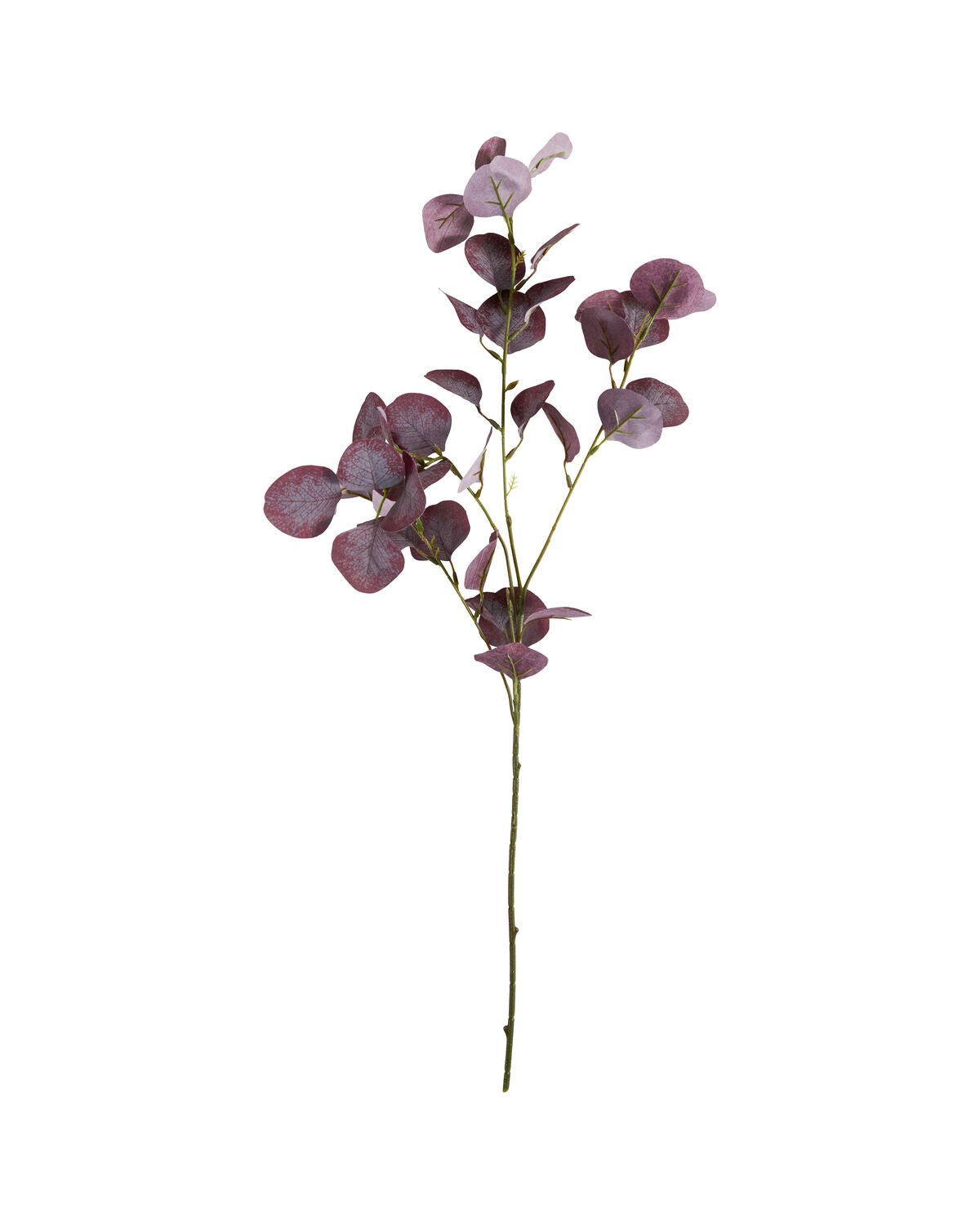House Doctor Kunstzweig EUCALYPTUS bordeaux | 20x75cm - Sir Henrys
