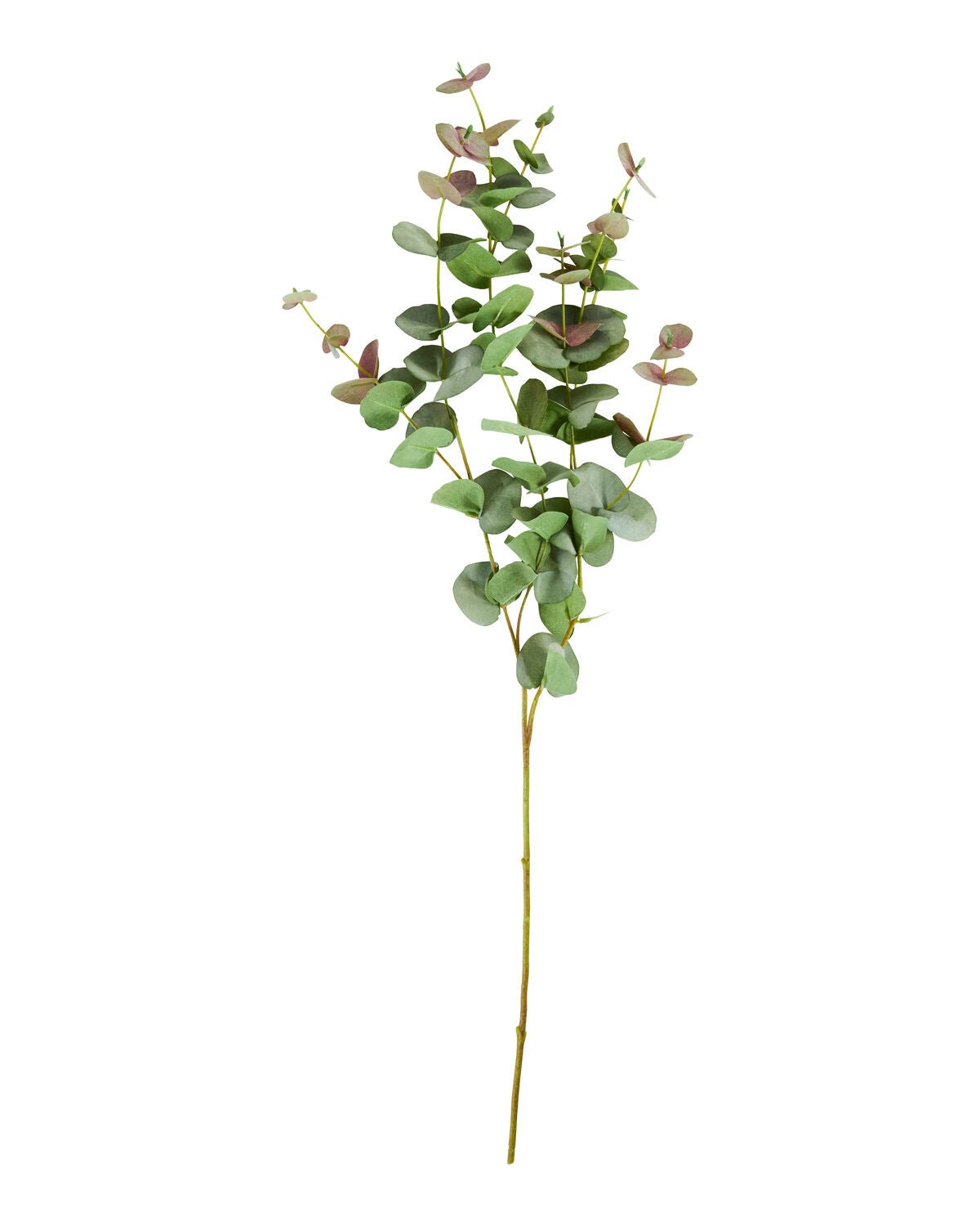 House Doctor Kunstzweig EUCALYPTUS grün | 25x90cm - Sir Henrys