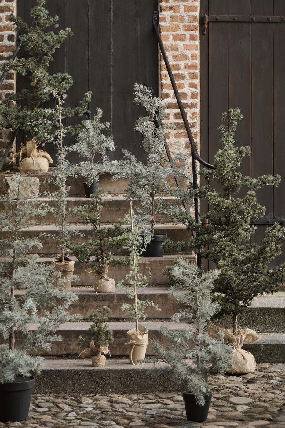 IB Laursen Weihnachtsbaum ZEDER mit Plastiktopf mittel | Ø 35 H80cm