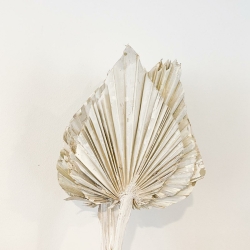 Trockenblumen Palmblatt PALMSPEAR white frosted 1 Stück