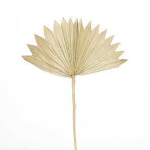 Palmblatt  PALMSPEAR Natur mittel 1 St&uuml;ckTrockenblumen