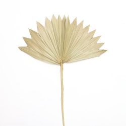 Trockenblumen Palmblatt PALMSPEAR Natur mittel 1 Stück